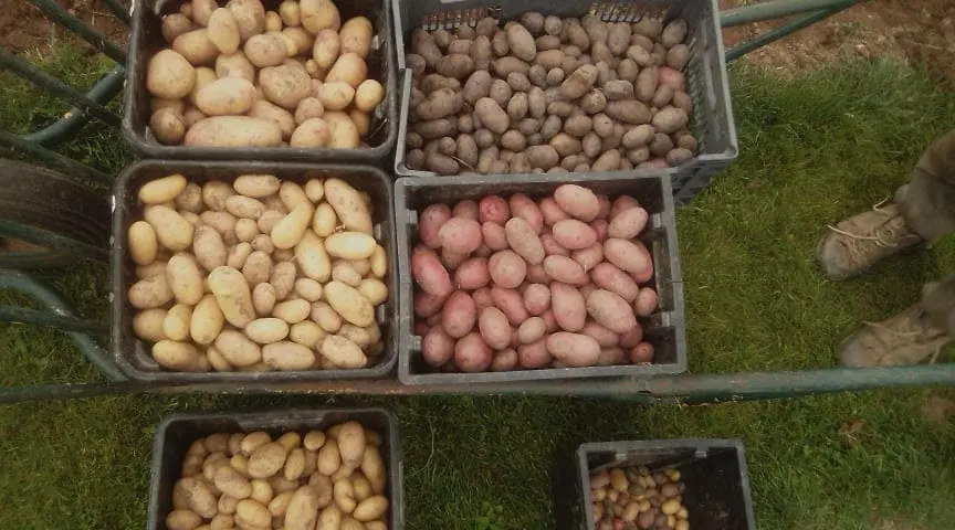 Comment les pommes de terre rouges obtiennent-elles leur couleur